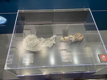 特別展「海　―生命のみなもと―」名古屋市科学館に投稿された画像（2024/4/28）