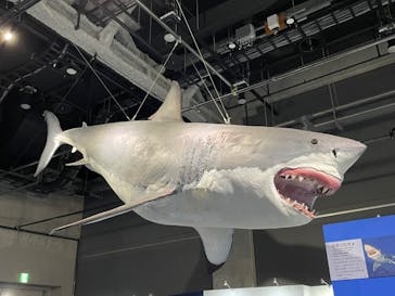 特別展「海　―生命のみなもと―」名古屋市科学館に投稿された画像（2024/4/28）