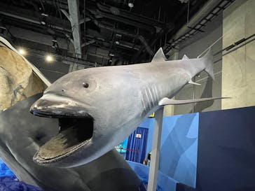 特別展「海　―生命のみなもと―」名古屋市科学館に投稿された画像（2024/4/28）