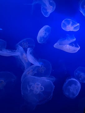 新江ノ島水族館に投稿された画像（2024/4/28）