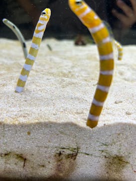 京都水族館に投稿された画像（2024/4/28）