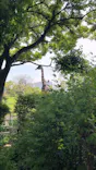 天王寺動物園に投稿された画像（2024/4/28）