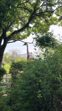 天王寺動物園に投稿された画像（2024/4/28）