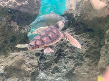 鴨川シーワールドに投稿された画像（2024/4/28）