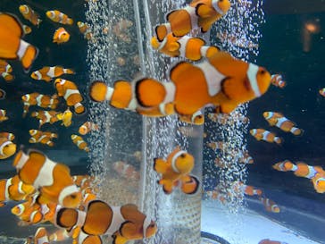 鴨川シーワールドに投稿された画像（2024/4/28）