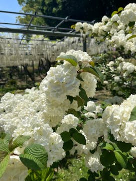 浜名湖花博2024に投稿された画像（2024/4/28）