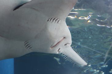 マクセル アクアパーク品川に投稿された画像（2024/4/28）