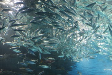 マクセル アクアパーク品川に投稿された画像（2024/4/28）