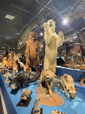 特別展「大哺乳類展３－わけてつなげて大行進」に投稿された画像（2024/4/28）