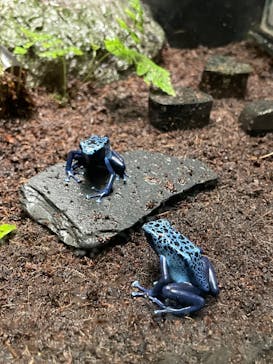 サンシャイン水族館に投稿された画像（2024/4/28）