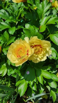 浜名湖花博2024に投稿された画像（2024/4/28）