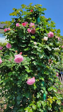 浜名湖花博2024に投稿された画像（2024/4/28）