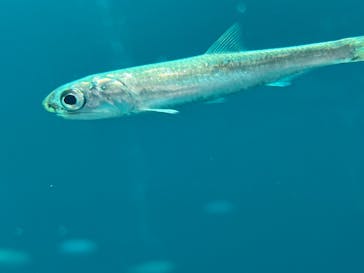 環境水族館アクアマリンふくしまに投稿された画像（2024/4/28）