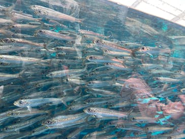 環境水族館アクアマリンふくしまに投稿された画像（2024/4/28）