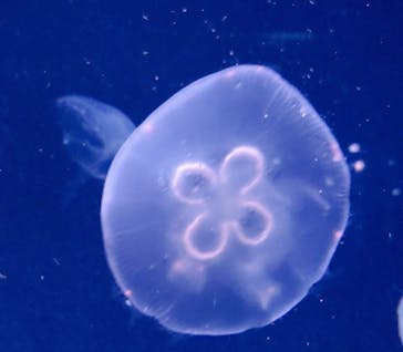 サンシャイン水族館に投稿された画像（2024/4/28）