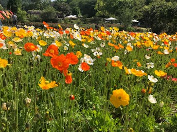 いばらきフラワーパークに投稿された画像（2024/4/28）