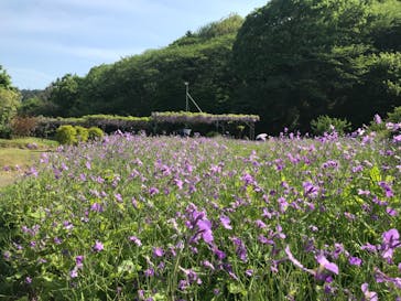 いばらきフラワーパークに投稿された画像（2024/4/28）