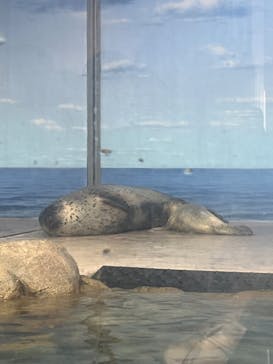 新江ノ島水族館に投稿された画像（2024/4/28）