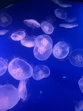 新江ノ島水族館に投稿された画像（2024/4/28）