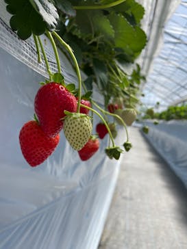 twins farm 真岡いちご園に投稿された画像（2024/4/28）
