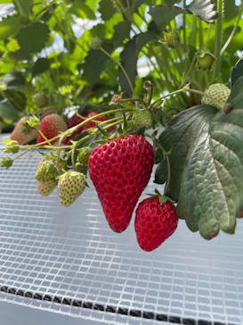 twins farm 真岡いちご園に投稿された画像（2024/4/28）