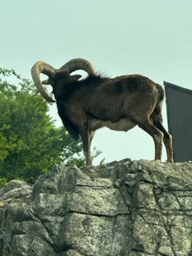 群馬サファリパークに投稿された画像（2024/4/28）