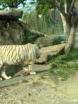 群馬サファリパークに投稿された画像（2024/4/28）