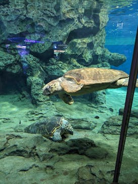 名古屋港水族館に投稿された画像（2024/4/28）