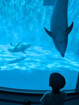 名古屋港水族館に投稿された画像（2024/4/28）