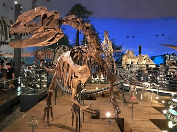 福井県立恐竜博物館に投稿された画像（2024/4/28）