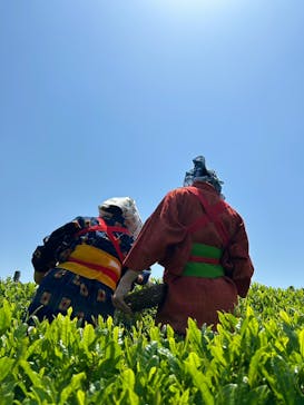 キウイフルーツカントリーJapan（キウイフルーツカントリージャパン）に投稿された画像（2024/4/28）