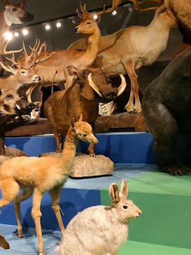 特別展「大哺乳類展３－わけてつなげて大行進」に投稿された画像（2024/4/28）