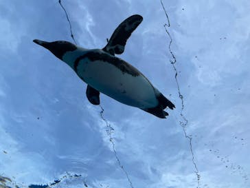 サンシャイン水族館に投稿された画像（2024/4/28）