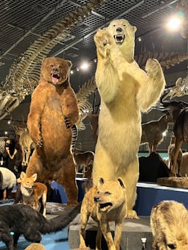 特別展「大哺乳類展３－わけてつなげて大行進」に投稿された画像（2024/4/28）