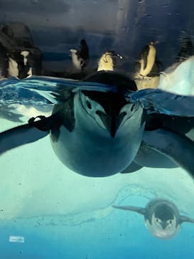 名古屋港水族館に投稿された画像（2024/4/28）