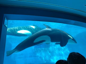名古屋港水族館に投稿された画像（2024/4/28）