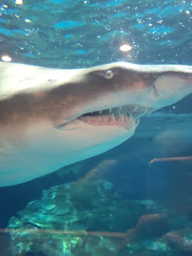 しながわ水族館に投稿された画像（2024/4/28）