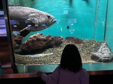 串本海中公園水族館に投稿された画像（2024/4/28）