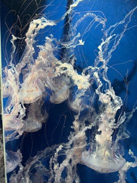 鴨川シーワールドに投稿された画像（2024/4/28）