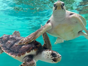 鴨川シーワールドに投稿された画像（2024/4/28）