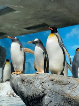 鴨川シーワールドに投稿された画像（2024/4/28）