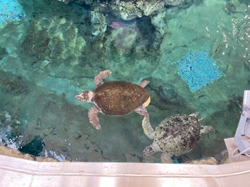 名古屋港水族館に投稿された画像（2024/4/28）