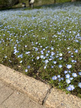 ぎふワールド・ローズガーデンに投稿された画像（2024/4/28）