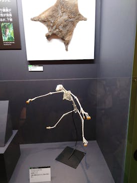 特別展「大哺乳類展３－わけてつなげて大行進」に投稿された画像（2024/4/28）