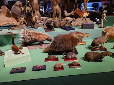 特別展「大哺乳類展３－わけてつなげて大行進」に投稿された画像（2024/4/28）