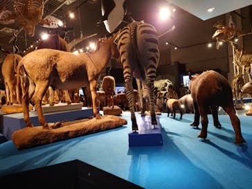 特別展「大哺乳類展３－わけてつなげて大行進」に投稿された画像（2024/4/28）