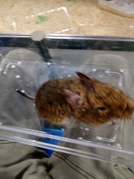 みんな大好き！！ペット王国に投稿された画像（2024/4/28）