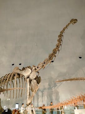 福井県立恐竜博物館に投稿された画像（2024/4/28）