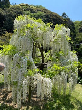 浜名湖花博2024に投稿された画像（2024/4/28）