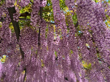 浜名湖花博2024に投稿された画像（2024/4/28）